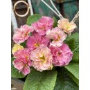 Primel- zauberhafte gefüllt-gerüschte Blüte im romantischen Apricot- im Topf knospig/blühend ~ Frühlingsflowers~ Homedeko~ nostagie-romantik