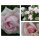 Kletterrose New Dawn~ starke im XL 10 Liter Topf~  Typische Dornröschenrose ..zauberhaft zart