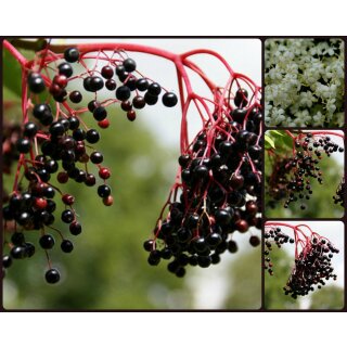 Schwarzer Holunder - Sambucus nigra kräftige  60/100 im Topf gewachsen-ökologisch wertvoll