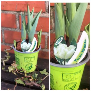 3 Töpfe - Trio Tulpen weiß gefüllt..edel Mondial knospig/blühend~ Frühlingsflowers ~ Happyspring