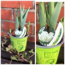 3 Töpfe - Trio Tulpen weiß gefüllt..edel...