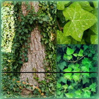 Hedera helix ~starke 80/100cm gestäbt~  ~Gemeiner Efeu ~ mehrtriebig..immergrüner Zauber