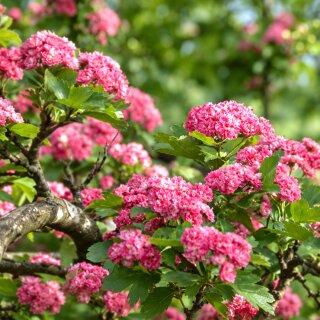 Echter Gefüllter Rotdorn ~ Crataegus Paul´s Scarlett 60/100 im Topf ~ herrlich