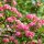 Echter Gefüllter Rotdorn ~ Crataegus Paul´s Scarlett 60/100 im Topf ~ herrlich