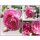 Kletterrose Jasmina -R- großer 5 Liter Topf~Barocke Blütenfülle und Traumrose pur