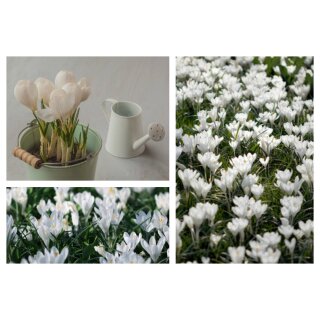 Krokus weiß- im Topf knospig/bald blühend ~ Naturdeko & Frühlingsfreude  kräftige Qualität aus Norddeutschland..die Welt wird wieder bunt