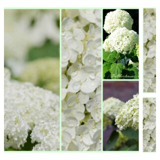 Schneeball Hortensie Annabelle 50/70 extra Qualität - knospig/blühend im XL Topf~Ballhortensie mit Charme