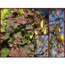 Korkenzieherhasel rotlaubig Red Majestic 60/80 starke...