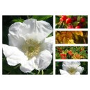 Wild-Rose, weiße Sylterheckenrose Rosa Rugosa im...