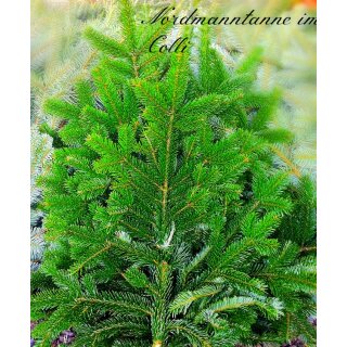 Nordmanntanne im Bund 5 KG~ frisches Schnittgrün, A Qualität ~Winter- Advent- und Weihnachtsdeko