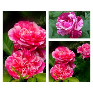 Kletter - Rose Colibri-Farbvestival -R- großer XL 5 Liter Topf  ~  Kunstwerk der Natur...