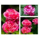 Kletter - Rose Colibri-Farbvestival -R- großer XL 5...