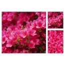 Japanische Azalee Kermesina 20/25  im Topf ~ Rhododendron...