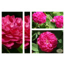 Strauchrose Rose de Resht ~ Güteklasse IA...