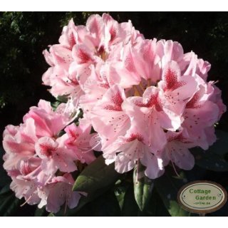 Rhododendron Furnivall´s Daughter 30/40cm - im großen Topf gewachsen ~großblumige Hybride