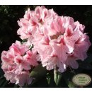 Rhododendron Furnivall´s Daughter 30/40cm - im...