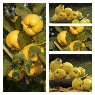 Portugiesische Birnenquitte Baum ~ca 150cm -starke Qualität im XXL Topf~ die fast vergessene Frucht