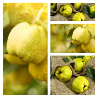 Konstantinopler Apfelquitte Baum~120-150cm-starke Qualität im XXL Topf~ die fast vergessene Frucht