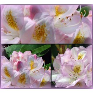 Rhododendron Gomer Waterer 30/40 im Topf~großblumige Hybride