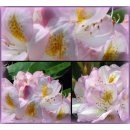 Rhododendron Gomer Waterer 30/40 im...