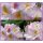 Rhododendron Gomer Waterer 30/40 im Topf~großblumige Hybride