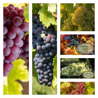 3 Stk Weinreben kernlos & pilzfest  80/100cm Rosé -blau- gelb~ für eine tolle aromatische Ernte