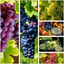 3 Stk. Weinreben 3 Liter XL Topf 80/100 cm ~ kernlos...