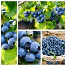 Heidelbeere Northland – aromatisch, kompakt - sehr...