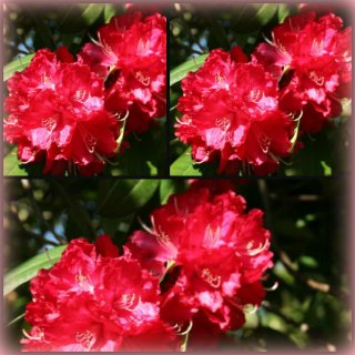 Rhododendron Hachmann´s Feuerschein-R-30/40 im Topf~ großblumige Hybride