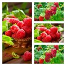 Himbeere Aroma Queen-S-im großen XL Topf~ starke...