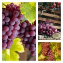 Weinrebe/Weintraube Vanessa -R- starke im großen 3...