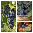 Weinrebe Vitis Romeo 80/100 starke im XL Topf ~ kernlose...