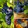 Weinrebe Romeo 80/100 cm starke im XL Topf ~ kernlose, süße Weintraube ~ Versuchung in Rot