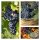 Weinrebe Vitis Romeo 80/100 starke im XL Topf ~ kernlose Weintrauben - Versuchung in rot..