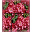 Rhododendron Junifeuer 30/40 ~großblumige Hybride