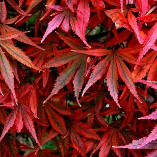 Japanischer Ahorn Shaina ~starke Qualität 40/60  ~ Farbzauber ~