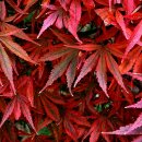 Japanischer Ahorn Shaina ~starke Qualität 40/60  ~...