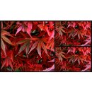Japanischer Ahorn Shaina ~starke Qualität 40/60  ~...