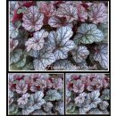 Purpurglöckchen ~ Heuchera Silver Scrolls...