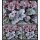 Purpurglöckchen ~ Heuchera Silver Scrolls großer 13cm Topf  ~attraktive Blattschmuckstaude