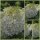 Rispenhortensie ~ Hortensie Phantom 60/100 starke~ spektakuläre Rispen erobern den Herbst