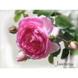 Kletterrose Jasmina -R-im großen 4 Liter Topf ~ Barocke Blütenfülle & Traumrose pur -
eine verspielte Schönheit