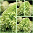 Rispenhortensie ~ Hortensie Little Lime -R- im...