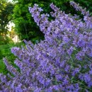 Katzenminze Nepeta ‘Six Hills Giant’ im 3...