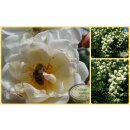 Rambler Rose Lykkefund - starke im 5 Liter Topf...