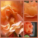 Rose Westerland -R-  im großen 4 Liter Topf...