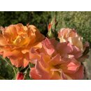 Rose Westerland -R-  im großen 4 Liter Topf ~Entflammte duftige Rosenpracht am Strauch - sehr robust