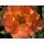 Rose Westerland -R-  im großen 4 Liter Topf ~Entflammte duftige Rosenpracht am Strauch - sehr robust