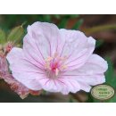 Geranium Striatum ~ im großen 3 Liter XL Topf...