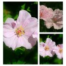 Geranium Striatum ~ im großen 3 Liter XL Topf  Liebreiz und sanfte Töne !
